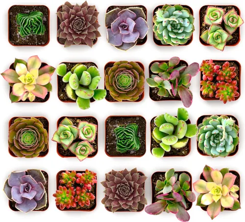Shop Succulents Paquete de Plantas Suculentas Coloridas Maceta de Cultivo de 2" Paquete de 20