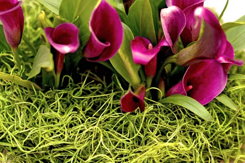 Miniatura 3 de SuperMoss Musgo decorativo natural preservado español de larga duración para arreglos florales, manualidades y decoración de jardín, Chartreuse 80