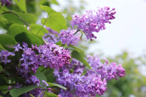 Plántulas de lila púrpura para plantar, lilas comunes, flores fragantes y hermosas, Syringa vulgaris (1 plántula lila) - No hay barco a California