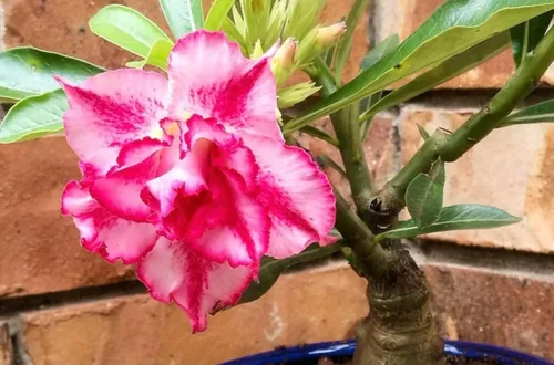 Miniatura 3 de Pink Desert Rose - Planta viva – Suculenta floreciente vibrante – Planta de rosa del desierto viva – Planta de interior de 4 a 6 pulgadas de alto