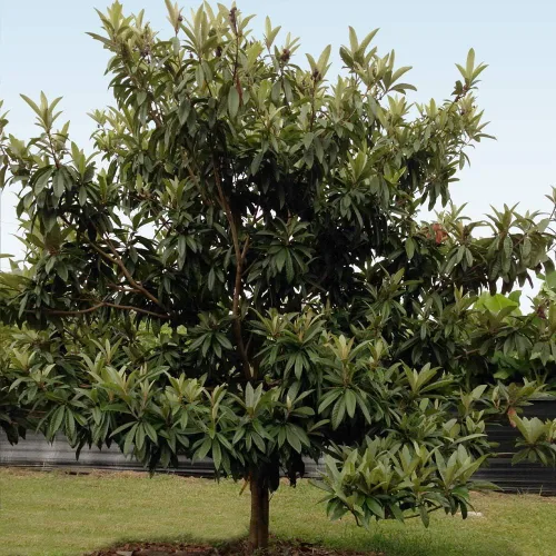 Árbol de aguacate resistente al frío Brighter Blooms | Exótico, Delicioso y resistente al clima | Invernadero cultivado, injertado (no cultivado)