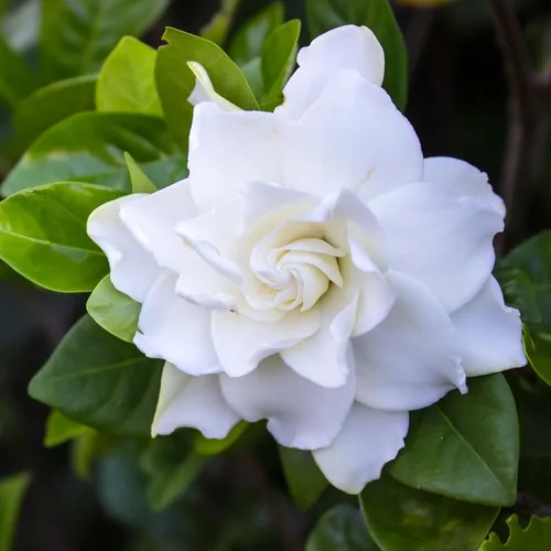 Gardenia Planta viva, planta de jazmín blanco Gardenia en maceta de 4 pulgadas, planta viva de flor de Gardenia blanca, plantas fragantes de