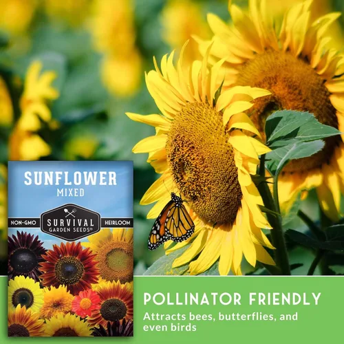 Miniatura 4 de Survival Garden Seeds - Mezcla de semillas de girasol populares para plantar - 2 paquetes con instrucciones para cultivar hermosas flores en tu