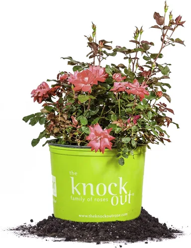 Miniatura 7 de Perfect Plants Double Red Knock Out Rose 1 galón, Guía de plantación de plantas vivas