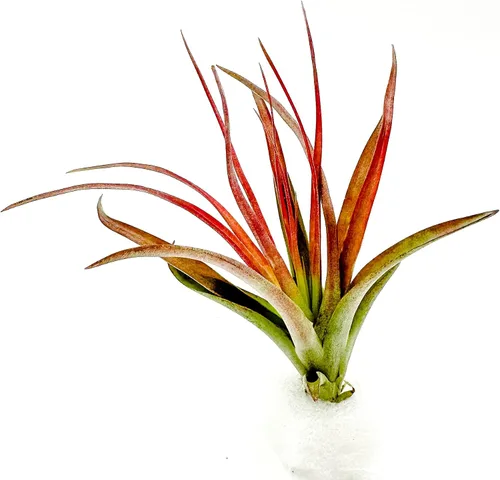 Miniatura 2 de ragnaroc Plantas de Aire - Tillandsia Brachycaulos Abdita, Grande 4-6" - 1 unidad - Llegada Viva Garantizada - Plantas de Casa para Decoración
