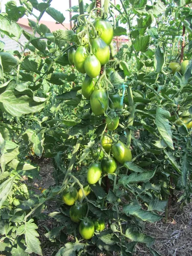 Miniatura 3 de Semillas Esmeralda Pera Tomate Verde Indeterminado No GMO Heirloom