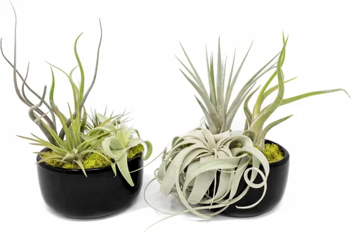 Miniatura 3 de Air Plant Shop Planta de aire grande ensamblada para jardín, al por mayor y a granel, suculentas, Tillandsia viva, plantas de interior y exterior