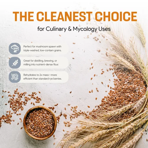 Miniatura 6 de Bayas de Centeno para Cultivo de Hongos - Grano de Centeno Orgánico, Triple Lavado para hacer Cultivo de Hongos en Grano por Mycology Basics - 5