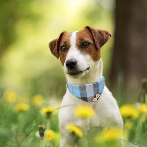 Miniatura 6 de BINGPET Juego de collar y correa para perros pequeños, collar y correa ajustable a cuadros para perros machos y hembras, bonito juego de collar Azul
