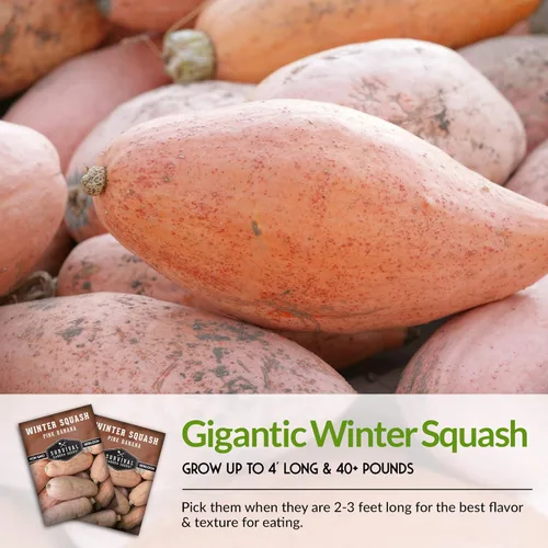 Miniatura 4 de Semillas de calabaza de invierno de plátano rosa para plantar – Semillas de vegetales tradicionales sin OGM – Extra grande, alto rendimiento, fácil