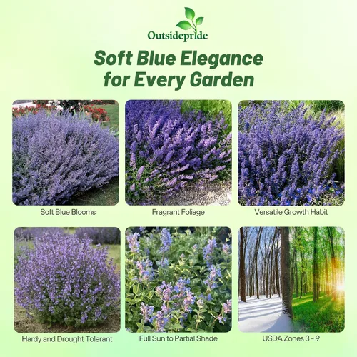 Miniatura 2 de Outsidepride Nepeta Mussinii - Semillas de hierba gatera – 1000 semillas perennes, tolerantes al calor y la sequía para plantar flores azules