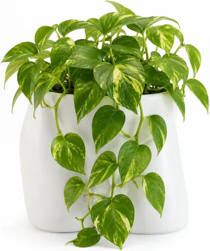 Miniatura 14 de Jarrones de cuerpo para decoración - Maceta de pene, macetas de cuerpo masculino - Jarrón de pene gracioso, maceta para suculentas y cactus