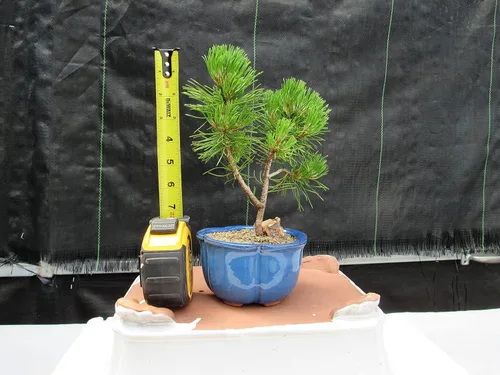 Miniatura 2 de Árbol bonsái de pino Mugo - Pequeño