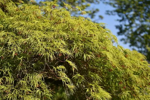 Miniatura 3 de 10 Upright Green LACELEAF Maple Japanese Seiryu Acer Palmatum Dissectum Viridis Tree Seeds