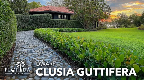 Miniatura 4 de Clusia Guttifera - Hoja pequeña 30 plantas vivas Clusia guttifera Plantas de cobertura de privacidad Arbusto de hoja perenne para paisajismo