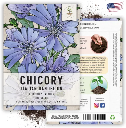 Miniatura 6 de Seed Needs Semillas de achicoria para plantar Cichorium intybus, reliquia y flores silvestres polinizadas abiertas para cultivar un jardín