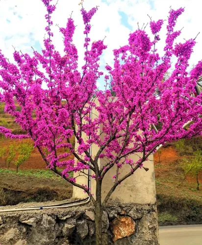Miniatura 7 de 50 semillas de árbol Redbud Arbusto Cercis o Bonsái Rosa Púrpura Flor Semillas Raras