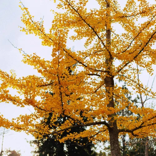 Miniatura 3 de Juego de 2 plantas de ginkgo vivas con raíces desnudas, 6 a 12 pulgadas de alto, árboles de ginkgo biloba para jardín, patio o decoración