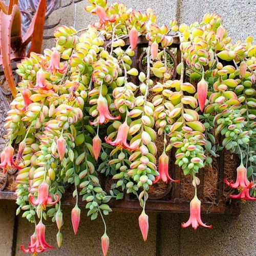 Miniatura 4 de Planta suculenta viva de Cotyledon Pendens, planta suculenta colgante viva para casa en maceta de 5 cm, pequeña planta suculenta viva