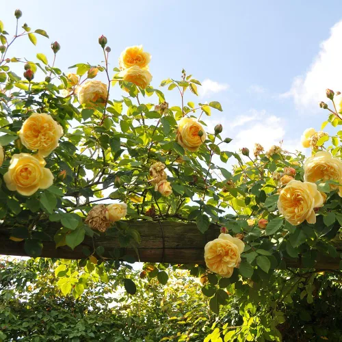 Rosas trepadoras inglesas de reliquia, planta de raíz propia viva para jardín al aire libre, Teasing Georgia™, Zonas de rusticidad muy fragantes:
