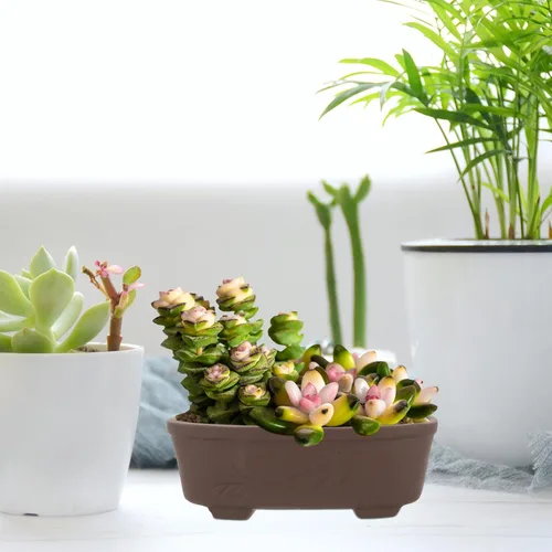 Miniatura 7 de VILLCASE Maceta de jardín, cactus y terracota, maceta ovalada de arcilla para suculentas con orificio de drenaje, cuenco de bonsái poco profundo
