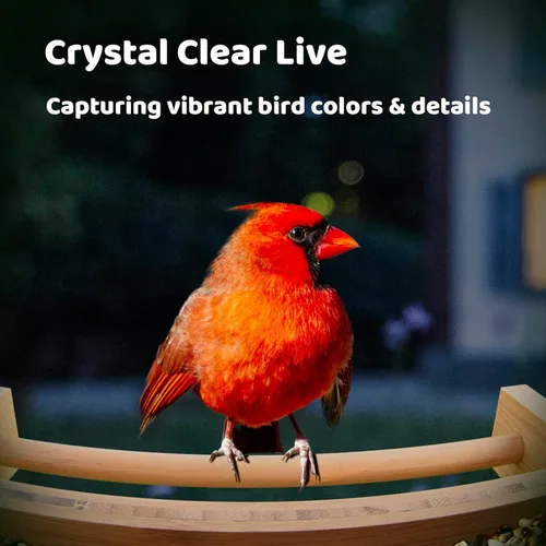 Miniatura 2 de NETVUE by Birdfy - Comedero inteligente para pájaros con cámara, alimentado por energía solar, vapor vivo de 2K y IA Identificación de especies