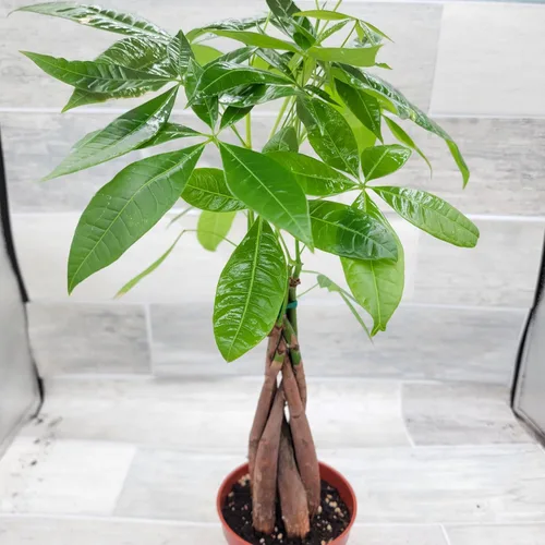 Miniatura 7 de Planta de árbol de dinero, también conocida como Pachira aquatica, plantas de interior tropicales exóticas vivas en maceta de 4 pulgadas, decoración