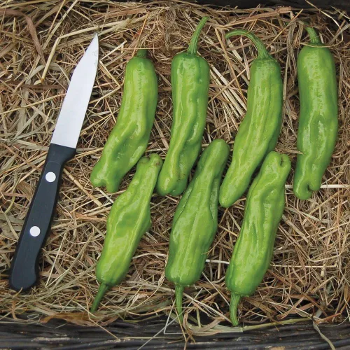 Miniatura 2 de Semillas de pimiento Shishito orgánicas (aprox. 55), tasa de germinación del 94%, semillas de vegetales tradicionales, orgánicas certificadas, sin