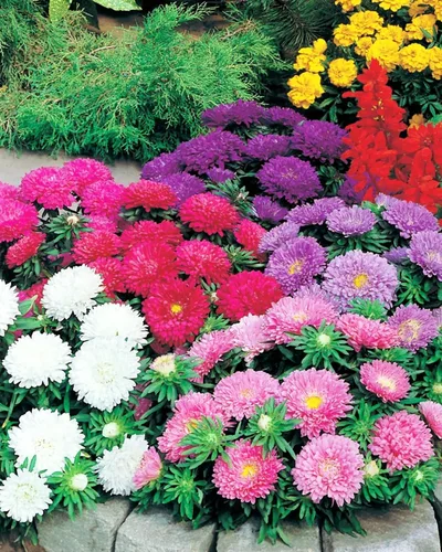 Miniatura 4 de Semillas Aster Mezcla Enana Anual Flores de jardín para plantar