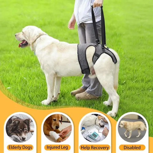 Miniatura 5 de LIANZIMAU Arnés de elevación ajustable para perros grandes, soporte de pierna trasera, soporte de elevación para perros mayores, soporte de Gris