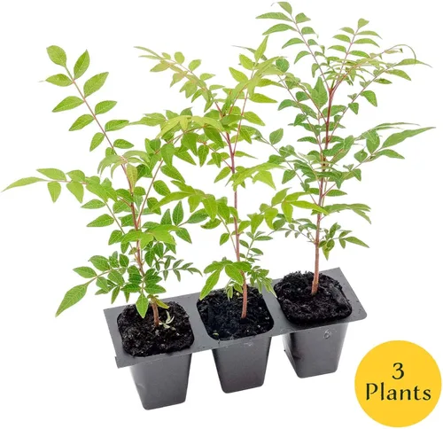 Miniatura 5 de 3 plantones chinos de pistache (Pistacia chinensis) Árbol de sombra ornamental de hoja caduca con color otoñal y crecimiento vertical Cubitos