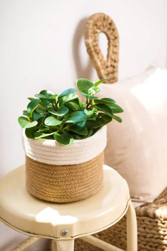Miniatura 8 de Dahey - Cesta tejida pequeña de cuerda de algodón para plantas, cesta enrollada para macetas de hasta 7 pulgadas, cesta decorativa para cubrir