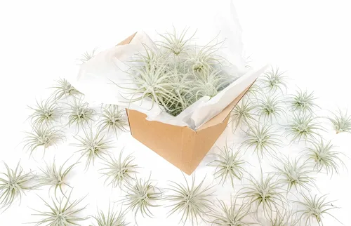 Air Plant Shop Paquete de 25 plantas de aire raras de Tectorum Ecuador – Planta de interior única de Tillandsia cultivada en vivero de color blanco