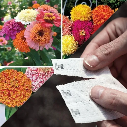 Miniatura 8 de Park Seed Sembrar cinta de semillas de colección Effortless – Mezcla de cactus gigante Zinnia 15 pies – Fácil siembra de bricolaje, flores vibrantes