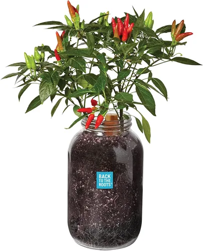 Back to the Roots Planta de Ají Orgánico sin Transgénicos, Cultiva Ajíes Orgánicos Todo el Año, Kit de Cultivo para Ventana, Mejor Regalo de