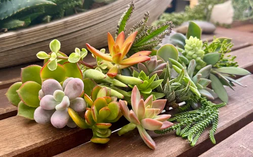Miniatura 2 de 10 esquejes surtidos de suculentas vivas, no hay 2 suculentas iguales, ideales para terrarios, mini jardines y como plantas de inicio. Plantas
