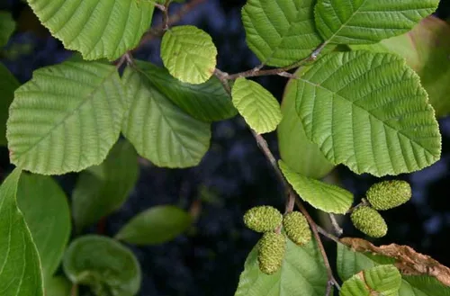 Miniatura 2 de 30 semillas de aliso de avellana para plantar - Alnus incana Rugosa
