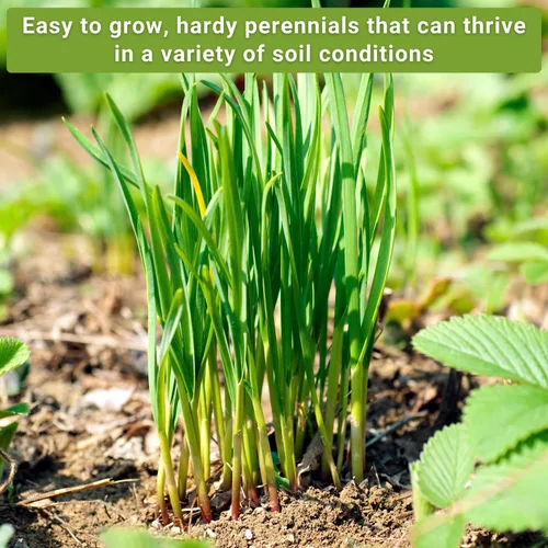 Miniatura 5 de Sow Right Seeds - Colección de semillas de cebollino para plantar - Variedades comunes y de ajo sin OMG - Ideal para plantar al aire libre
