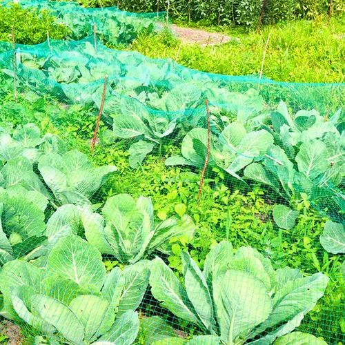 Miniatura 8 de Red de protección antipájaros de 13 pies x 33 pies, malla de protección para jardín, plantas y plantas, flores, árboles frutales, verduras de Verde