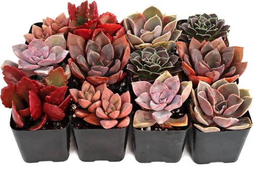 Miniatura 2 de Mountain Crest Gardens Paquete de suculentas rosas, moradas y rojas, 12 plantas vivas en macetas de 2 pulgadas, suculentas reales para decoración