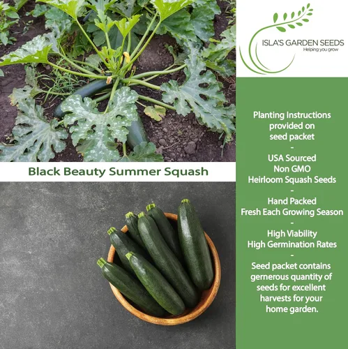 Miniatura 2 de Isla's Garden Seeds - Semillas de calabaza verde de verano Black Beauty para plantar - Más de 25 semillas tradicionales por paquete, sin OMG, nombre