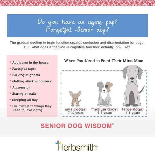 Miniatura 4 de Herbsmith Senior Dog Wisdom – Suplemento de demencia para perros – DHA para la salud cerebral del perro mayor – Suplemento para perros mayores