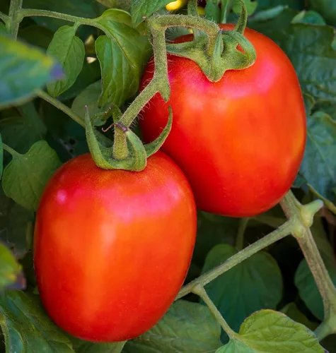 Miniatura 7 de Burpee 'Big Mama' Hybrid Tomate de pasta roja grande 50 semillas