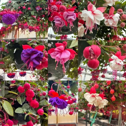 200 semillas fucsias perennes colgantes, planta bonsái para interiores y exteriores, planta de jardín ornamental fácil de cultivar para balcón,