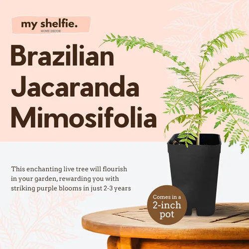 Miniatura 4 de My Shelfie - Árbol de jacaranda para bonsái, árbol de 3 a 4 pulgadas de alto en maceta de 2 pulgadas, plantas vivas de resistencia al aire libre