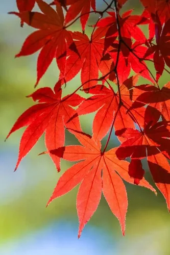 Miniatura 5 de Planta viva de arce rojo japonés, árbol de 1 a 2 pies de alto en maceta de 3 pulgadas, arce rojo enano ornamental al aire libre para paisajismo