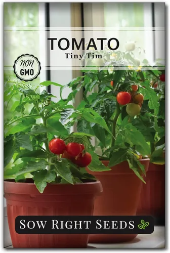 Sow Right Seeds - Semillas de tomate Tiny Tim para plantar - Paquete de reliquia sin OMG con instrucciones para plantar y cultivar un huerto en el