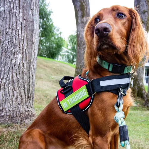 Miniatura 6 de J.CARP 10 Piezas Parches para Perros de Servicio, con texto en inglés «Don't Pet in Training», «Do Not Touch I'm Special», insignia emblema parche