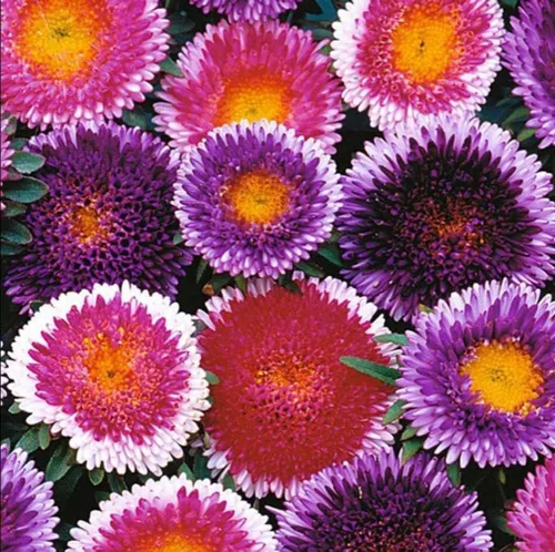Miniatura 2 de Semillas Aster Moon Mix Flores Anuales