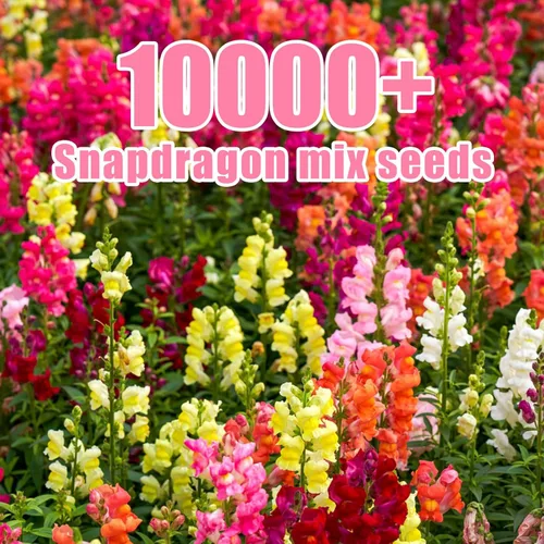 Miniatura 5 de Paquete a granel de más de 10000 semillas de Snapdragon, semillas de flores de dragón mixtas de 5 colores para plantar, semillas de Antirrhinum